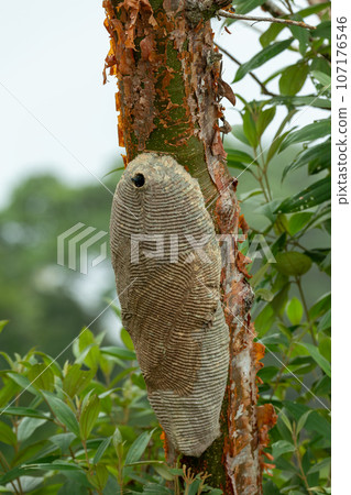 Warrior Wasp nest- Synoeca sp, Synoeca. Sabanas, Costa Rica wildlife 107176546