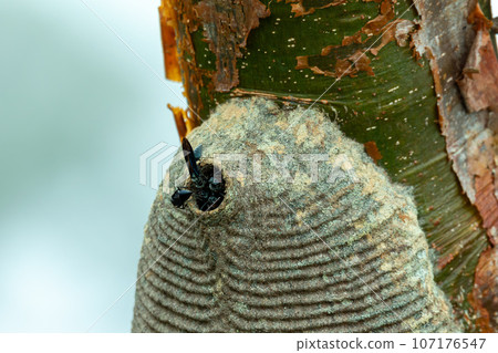 Warrior Wasp nest- Synoeca sp, Synoeca. Sabanas, Costa Rica wildlife 107176547