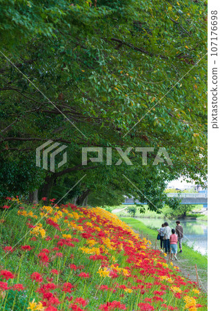 肥枝川,盛開的甘草<愛知縣高濱市> 肥枝川,盛開的甘草<愛知縣高濱市> 107176698
