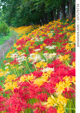 肥枝川，盛開的甘草<愛知縣高濱市> 107176716