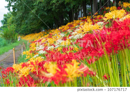 肥枝川,盛開的甘草<愛知縣高濱市> 肥枝川,盛開的甘草<愛知縣高濱市> 107176717