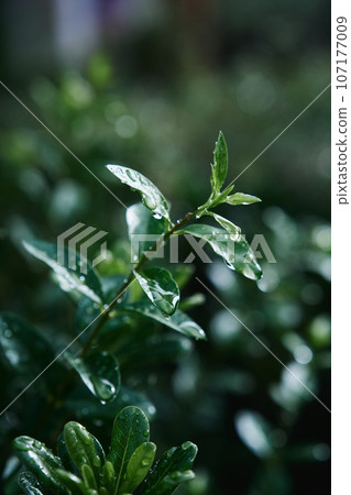 dew drops on the leaves dew drops on the leaves 107177009