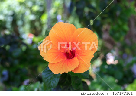 Orange Hibiscus flower growing in summer garden Orange Hibiscus flower growing in summer garden 107177161
