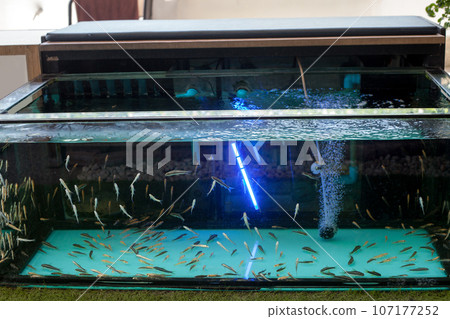 Large glass aquarium with small white fish 107177252