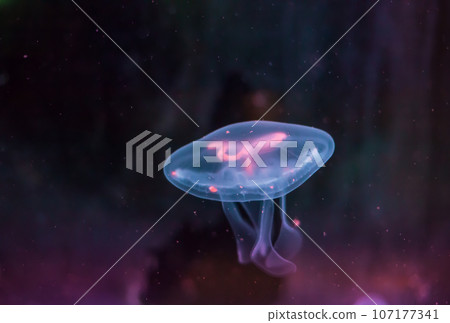 Moon jellyfish swimming in deep blue ocean Moon jellyfish swimming in deep blue ocean 107177341