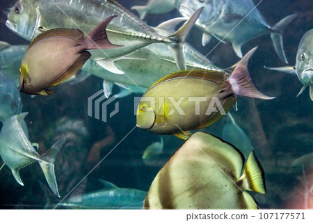 Yellowfin surgeonfish fish (Acanthurus xanthopterus) 107177571