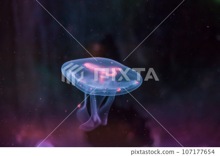 Moon jellyfish swimming in deep blue ocean 107177654
