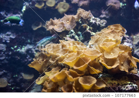 Red mushroom coral. Actinodiscus cardinalis 107177663