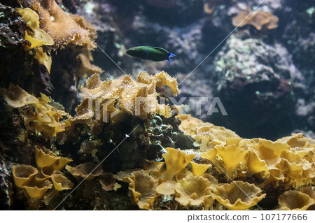Ricordea mushroom coral (Ricordea yuma) and green fish 107177666