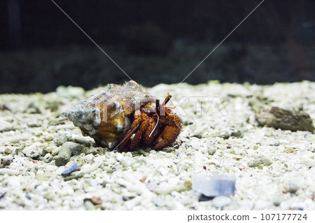 Hermit crab in shell. Dardanus megistos in aquarium Hermit crab in shell. Dardanus megistos in aquarium 107177724