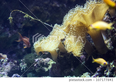 Leather coral (Sarcophyton) in aquarium 107177841