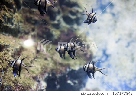 Banggai cardinalfish (Pterapogon kauderni) tropical fish Banggai cardinalfish (Pterapogon kauderni) tropical fish 107177842