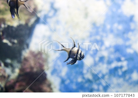 Banggai cardinalfish (Pterapogon kauderni) tropical fish 107177843