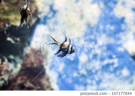 Banggai cardinalfish (Pterapogon kauderni) tropical fish 107177844