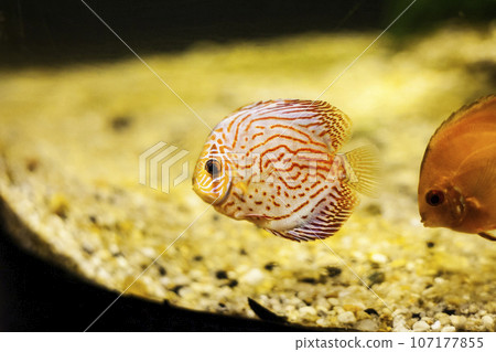 Pompadour fish (Symphysodon discus) in aquarium 107177855