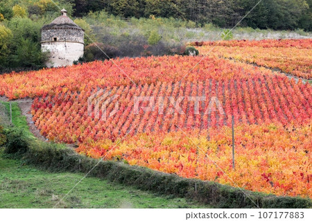 Dovecote and vineyards in Beaujolais during autumn season, France 107177883