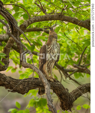 changeable or crested hawk eagle or nisaetus cirrhatus closeup perched on tree in natural green background at bandhavgarh national park tiger reserve madhya pradesh india asia changeable or crested hawk eagle or nisaetus cirrhatus closeup perched on tree in natural green background at bandhavgarh national park tiger reserve madhya pradesh india asia 107177940