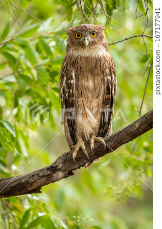 Brown fish owl or Bubo zeylonensis or Ketupa zeylonensis closeup perched on branch with eye contact in natural green wild background safari at ranthambore national park forest rajasthan india asia Brown fish owl or Bubo zeylonensis or Ketupa zeylonensis closeup perched on branch with eye contact in natural green wild background safari at ranthambore national park forest rajasthan india asia 107177941