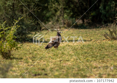 juvenile Egyptian vulture or Neophron percnopterus bird in natural green background and in shade of tree during winter migration at tal chhapar blackbuck sanctuary rajasthan India asia juvenile Egyptian vulture or Neophron percnopterus bird in natural green background and in shade of tree during winter migration at tal chhapar blackbuck sanctuary rajasthan India asia 107177942