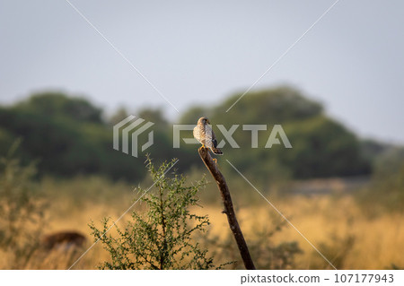 Common kestrel or european kestrel or Falco tinnunculus bird closeup perched in scenic grassland background during winter migration in tal chhapar blackbuck sanctuary churu rajasthan india asia 107177943