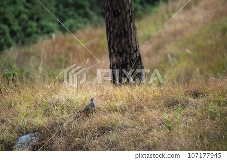 cheer pheasant or Catreus wallichii or Wallichs pheasant bird in winter migration in grassy steep natural habitat at foothills of himalaya forest uttarakhand india asia cheer pheasant or Catreus wallichii or Wallichs pheasant bird in winter migration in grassy steep natural habitat at foothills of himalaya forest uttarakhand india asia 107177945