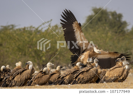 gyps fulvus or griffon vulture or eurasian griffon closeup flying or landing with full wingspan near flock or family at jorbeer conservation reserve bikaner rajasthan india asia 107177949