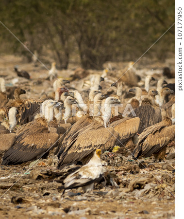 Himalayan vulture or Gyps himalayensis or Himalayan griffon vulture and gyps fulvus and griffon vulture or eurasian griffon flock or family at jorbeer conservation reserve bikaner rajasthan india 107177950