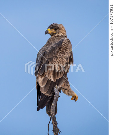 Steppe eagle or Aquila nipalensis portrait in natural blue sky background 107177951