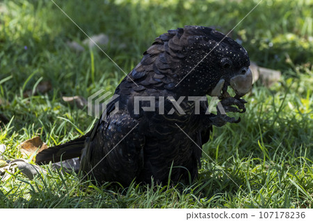 Portrait of a beautiful Australian red-tailed black cockatoo in grass 107178236