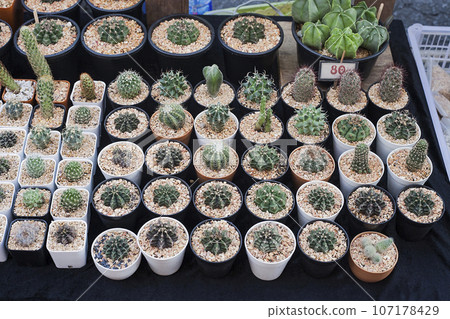 Flower market with lot potted variety cactus Flower market with lot potted variety cactus 107178429