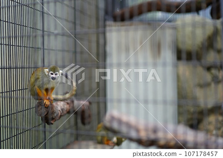 Edogawa Zoo, Tokyo, Japan, Zoo, Free, Edogawa Zoo, Tokyo, Japan, Zoo, Free, 107178457