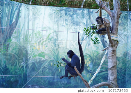 Edogawa Zoo, Tokyo, Japan, Zoo, Free, 107178463