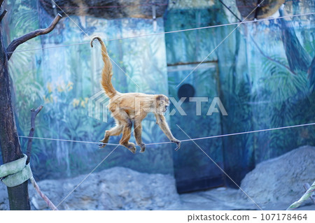 Edogawa Zoo, Tokyo, Japan, Zoo, Free, 107178464