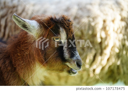 Edogawa Zoo, Tokyo, Japan, Zoo, Free, 107178475