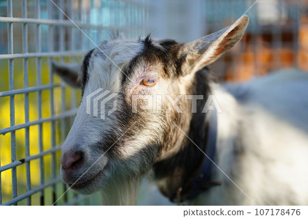 Edogawa Zoo, Tokyo, Japan, Zoo, Free, 107178476