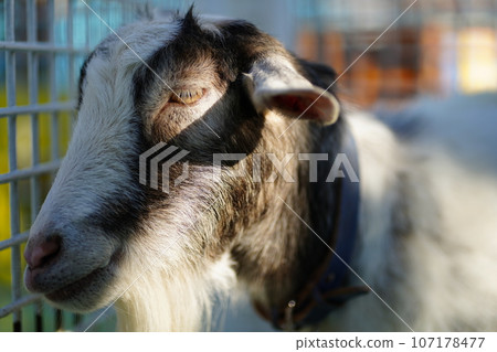 Edogawa Zoo, Tokyo, Japan, Zoo, Free, 107178477