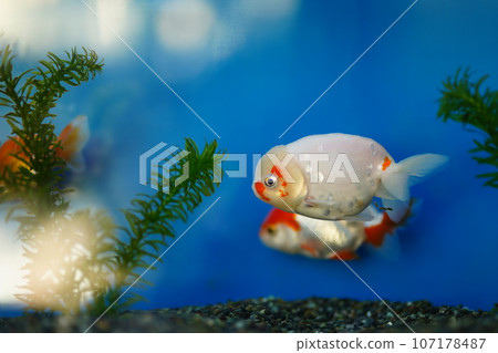 江戶川動物園，東京，日本，動物園，免費， 107178487