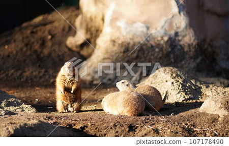 Edogawa Zoo, Tokyo, Japan, Zoo, Free, Black-tailed Prairie Dog Edogawa Zoo, Tokyo, Japan, Zoo, Free, Black-tailed Prairie Dog 107178490