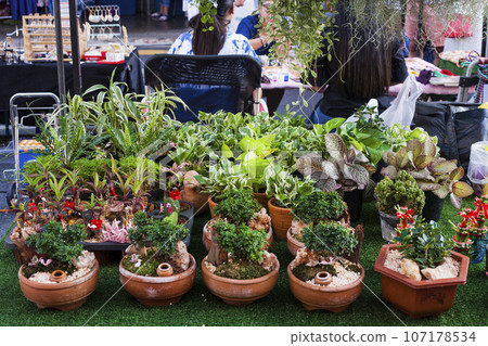 Artificial small bonsai and bamboo in pot for sale 107178534
