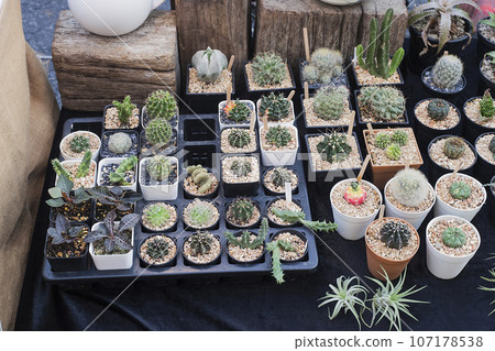 Flower market with lot potted variety cactus 107178538