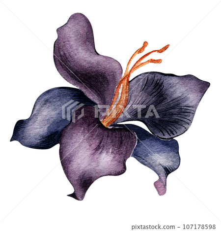 Watercolor dark purple lily flower isolated on white background. Gothic floral botanical Illustration hand drawn. Gothic Dark Wedding Decoration in vintage style. Element for invitation, backdrop Watercolor dark purple lily flower isolated on white background. Gothic floral botanical Illustration hand drawn. Gothic Dark Wedding Decoration in vintage style. Element for invitation, backdrop 107178598