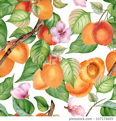 Watercolor seamless pattern of branch with apricot, green leaves isolated on white. Painting fruit tree, fruitage hand drawn. Design element for card, package, poster, label jam, cosmetic, juice, oil Watercolor seamless pattern of branch with apricot, green leaves isolated on white. Painting fruit tree, fruitage hand drawn. Design element for card, package, poster, label jam, cosmetic, juice, oil 107178605