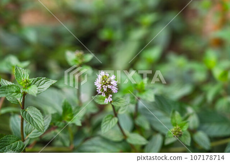 light purple spearmint flowers light purple spearmint flowers 107178714