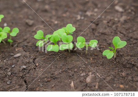 Vegetable cultivation Mizuna sprouts Vegetable cultivation Mizuna sprouts 107178718