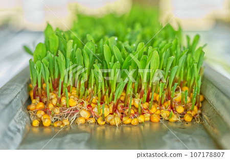Sprouted sweet corn in the greenhouse Sprouted sweet corn in the greenhouse 107178807