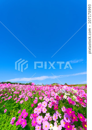 [Hyogo Prefecture] Visit Awaji Hanasajiki to see cosmos on a holiday with blue skies in October 107178993