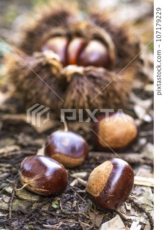 Chestnuts, chestnuts, chestnuts, autumn season, nuts, burrs, ingredients, food, food 107179229