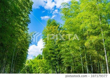 京都府向日市：碧綠的竹林映襯著藍天 107179377