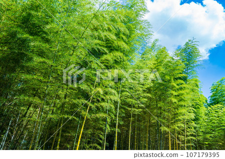 京都府向日市：碧綠的竹林映襯著藍天 107179395