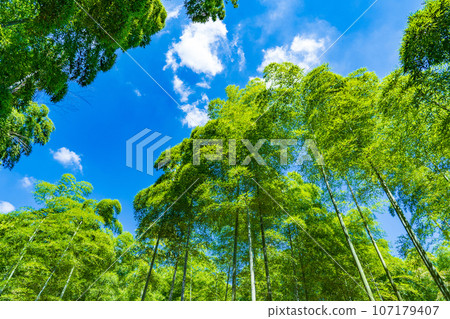 Muko City, Kyoto Prefecture: Green bamboo forest shining against the blue sky Muko City, Kyoto Prefecture: Green bamboo forest shining against the blue sky 107179407
